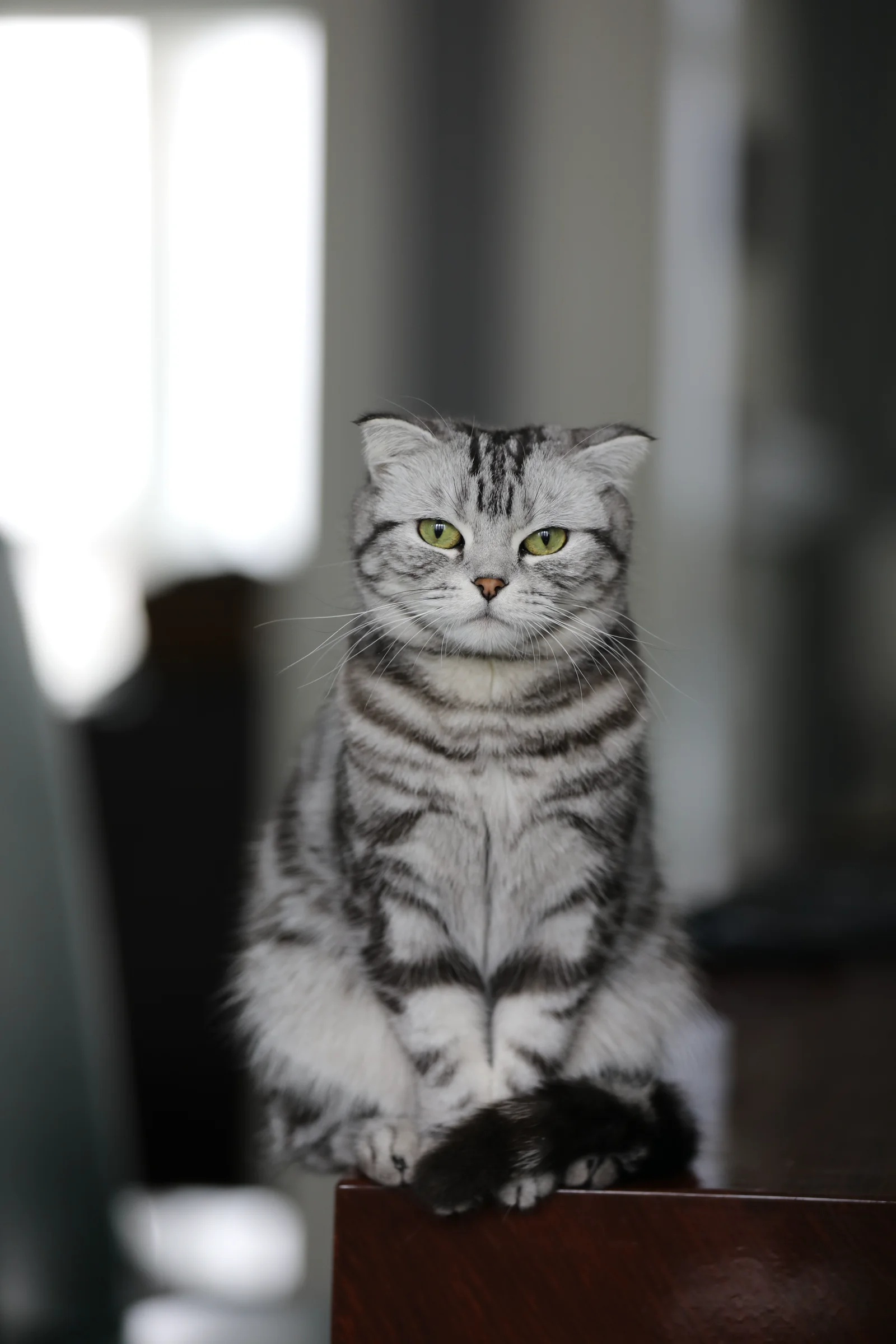 Mugua, a silver tabby with folded ears, sitting quietly by a window