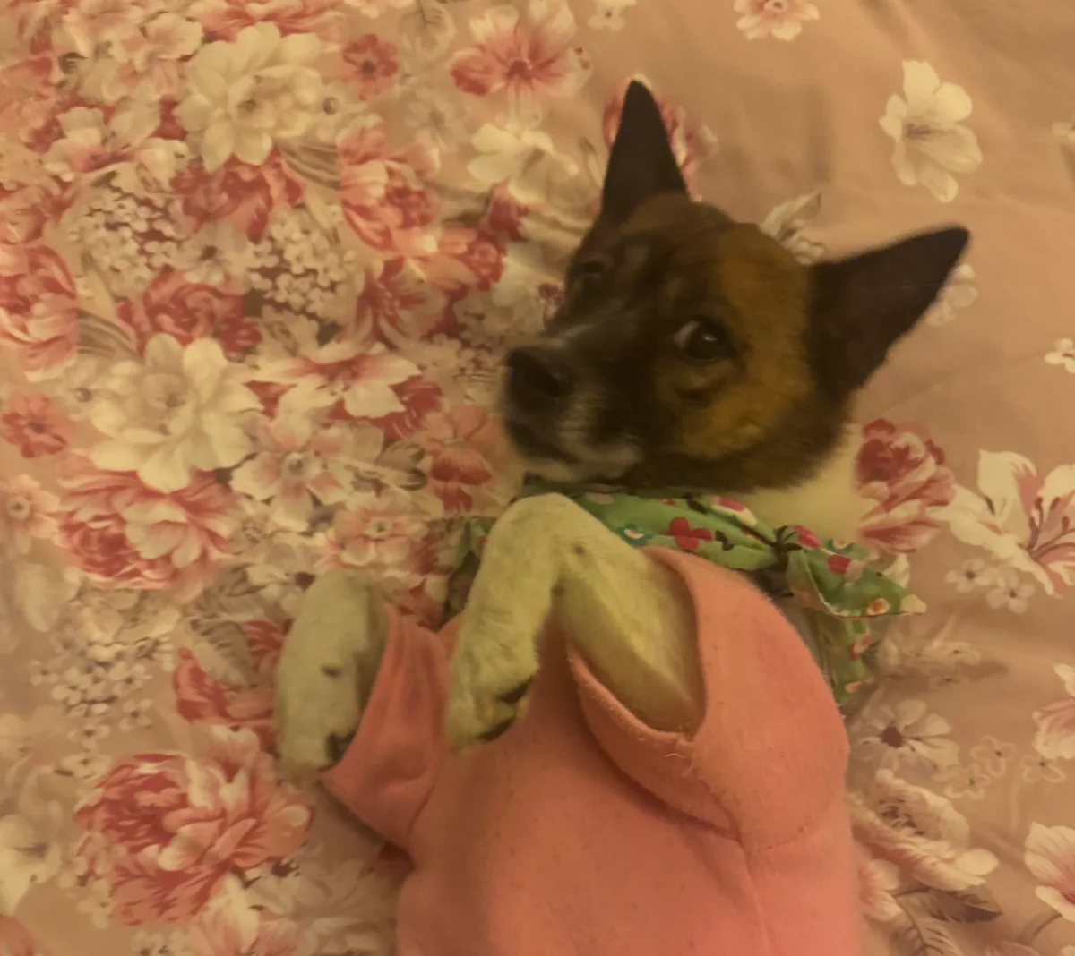Tuhao resting on floral bedding in a peach-pink outfit
